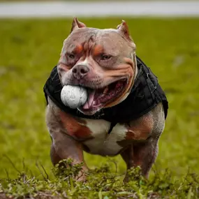 Bild von Venomline Pocket Bullies