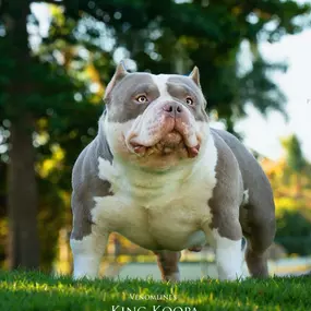 Bild von Venomline Pocket Bullies