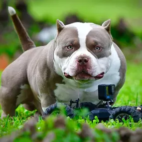 Bild von Venomline Pocket Bullies