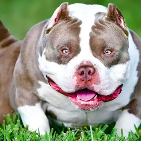 Bild von Venomline Pocket Bullies