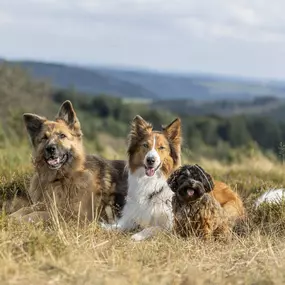 Bild von Sarah Genuit Fotografie