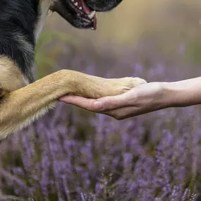 Bild von Sarah Genuit Fotografie