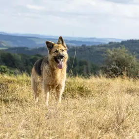 Bild von Sarah Genuit Fotografie
