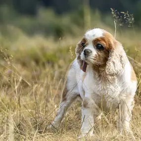 Bild von Sarah Genuit Fotografie