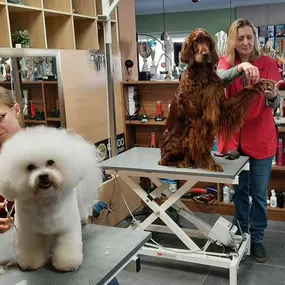 Bild von Hund & Katz Schnaittach