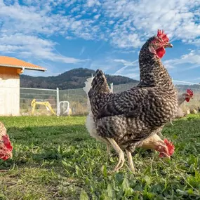 Bild von Hofladen Ramiwagnerhof