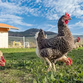 Bild von Hofladen Ramiwagnerhof