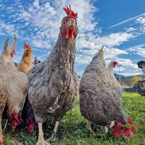 Bild von Hofladen Ramiwagnerhof