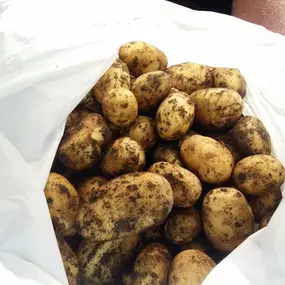 Bild von Agrotomato SA