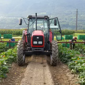 Bild von Agrotomato SA