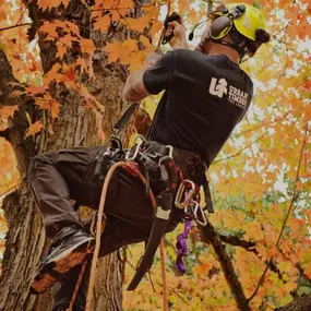 Bild von Urban Timber Tree Service