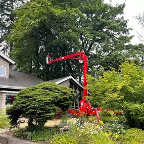 Bild von Urban Timber Tree Service