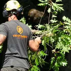 Bild von Portland Tree Service by Urban Timber