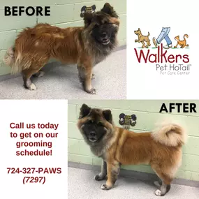 Bild von Walkers Pet HoTail Pet Care Center