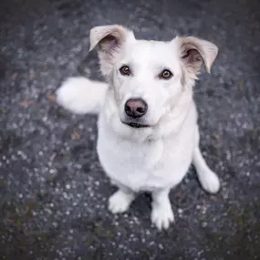 Bild von A-Z-Hundetraining