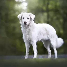 Bild von A-Z-Hundetraining