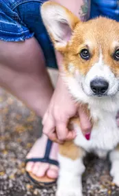 Bild von A-Z-Hundetraining
