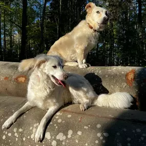 Bild von A-Z-Hundetraining