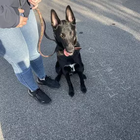 Bild von A-Z-Hundetraining