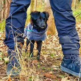 Bild von A-Z-Hundetraining