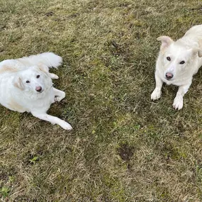 Bild von A-Z-Hundetraining