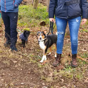 Bild von A-Z-Hundetraining