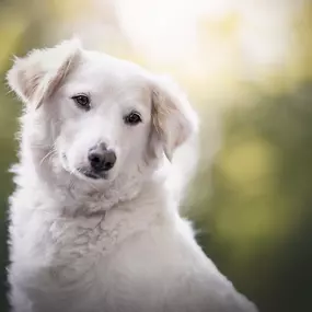 Bild von A-Z-Hundetraining