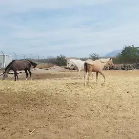 Bild von Vinculatea Equinoterapia Jaén