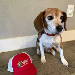 Bild von Mister Sparky of Greenville