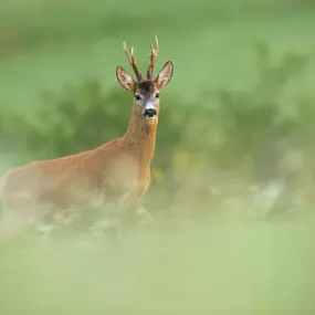 Bild von Jagdschule KJV Biberach e.V.