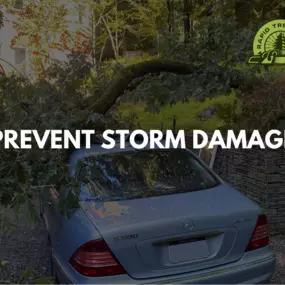 We can trim and inspect your trees to prevent storm damage in the Philadelphia area.