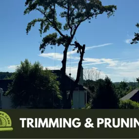 We offer tree trimming to residents in the Philadelphia area.