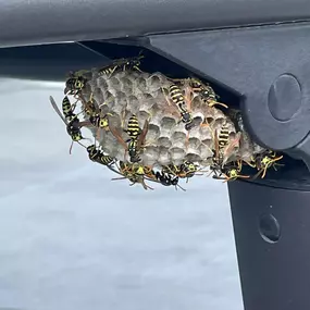 Bild von Hms Borscheid