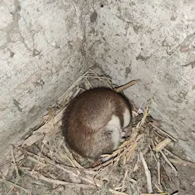 Bild von Hms Borscheid