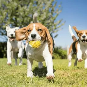 Bild von Spot Pet Care