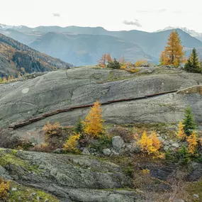 Bild von Forst Aletsch