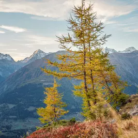 Bild von Forst Aletsch