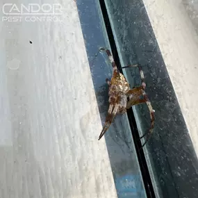 Bild von Candor Pest Control