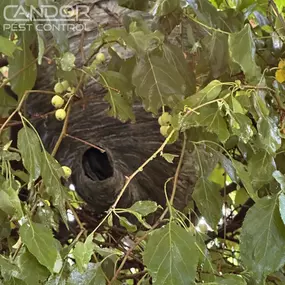 Bild von Candor Pest Control