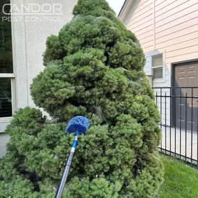 Bild von Candor Pest Control