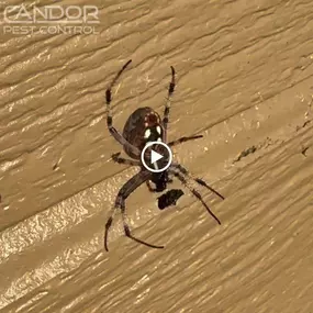 Bild von Candor Pest Control