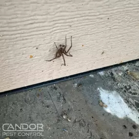 Bild von Candor Pest Control