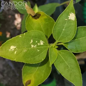 Bild von Candor Pest Control