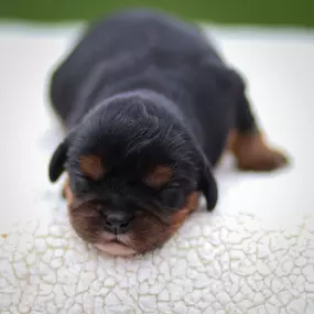 Bild von Pine Acres Puppies