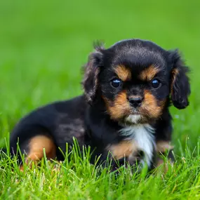 Bild von Pine Acres Puppies