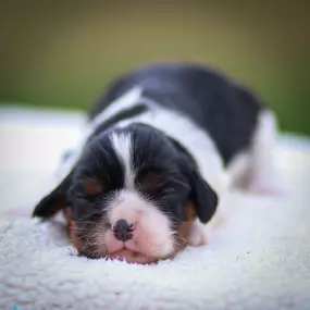 Bild von Pine Acres Puppies