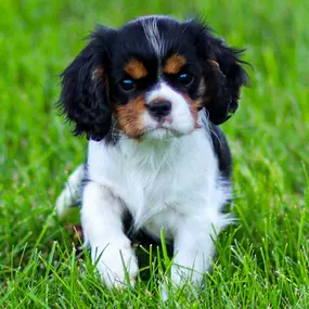 Bild von Pine Acres Puppies