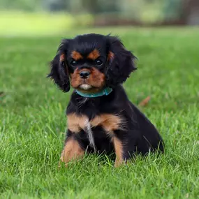 Bild von Pine Acres Puppies