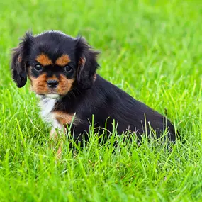Bild von Pine Acres Puppies