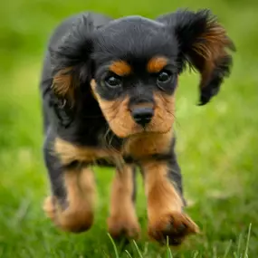 Bild von Pine Acres Puppies